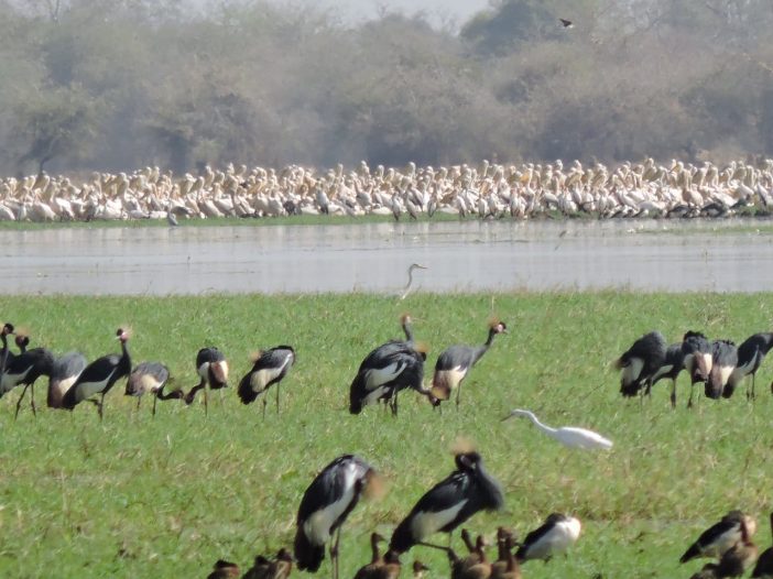 Avian Highway