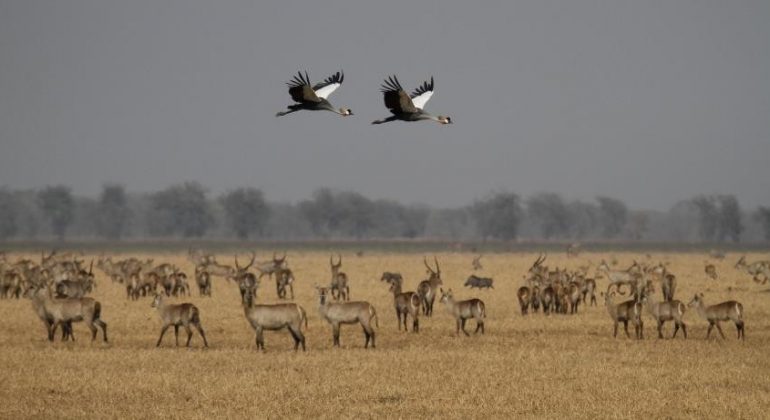 Safari