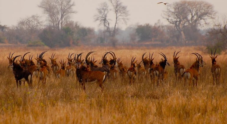 Wildlife