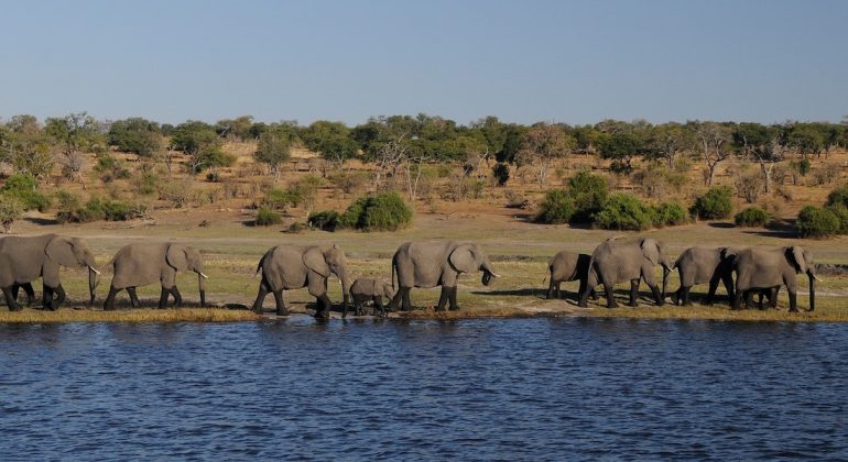 Elephant Chobe National Park