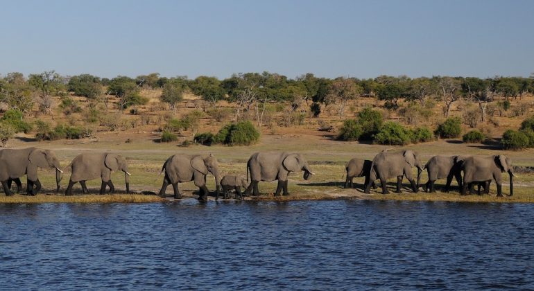 Elephant Chobe National Park