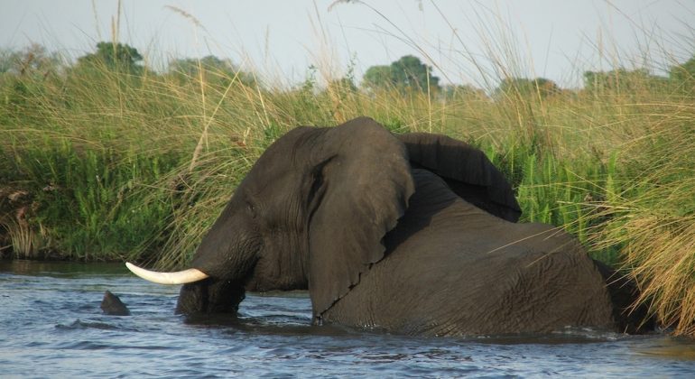 Wildlife