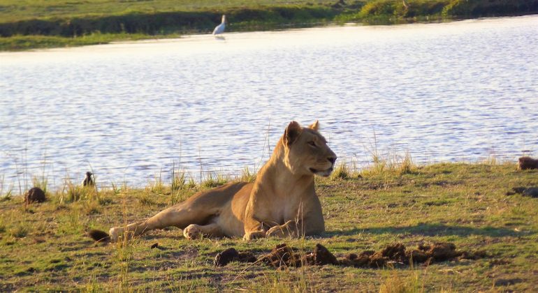 Wildlife Chobe National Park