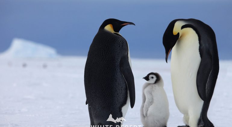 Emperor Penguins