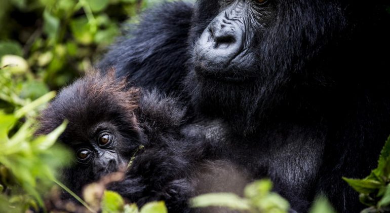 Wildlife Rwanda