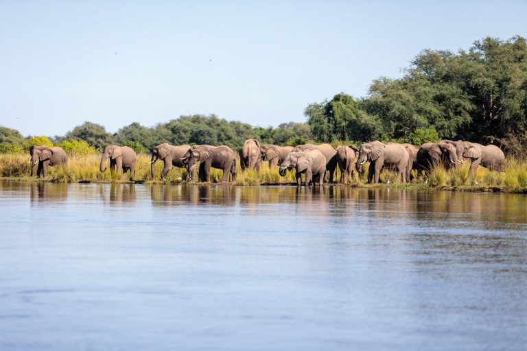 Elephants Featured Image
