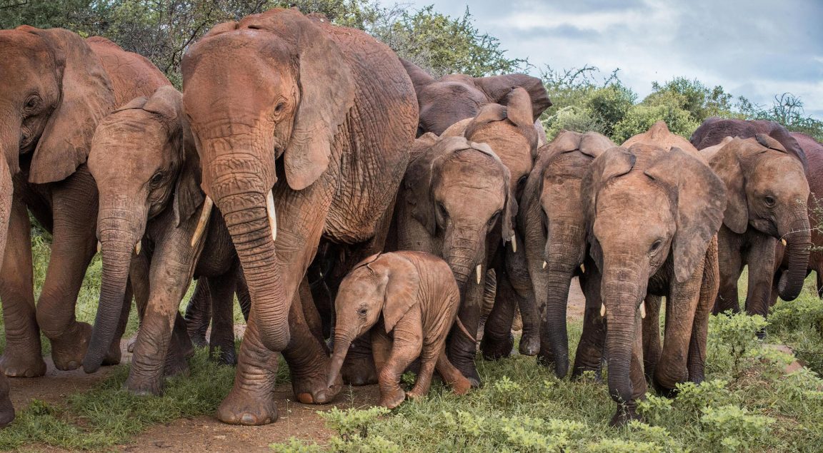 Sheldrick