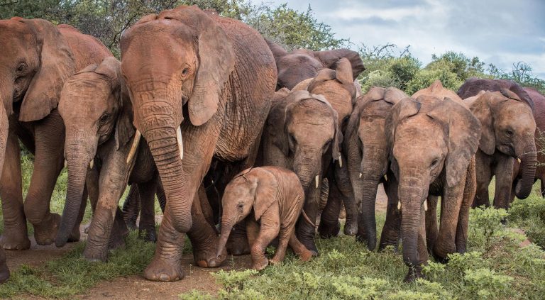 Sheldrick