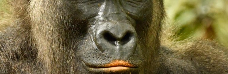 Gabon Gorilla