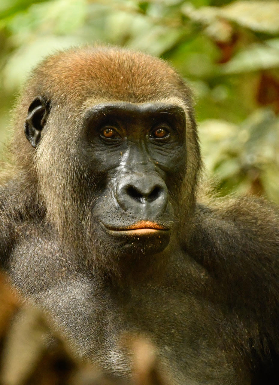 Gabon Gorilla Trekking
