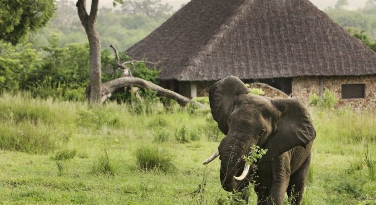 Elephant