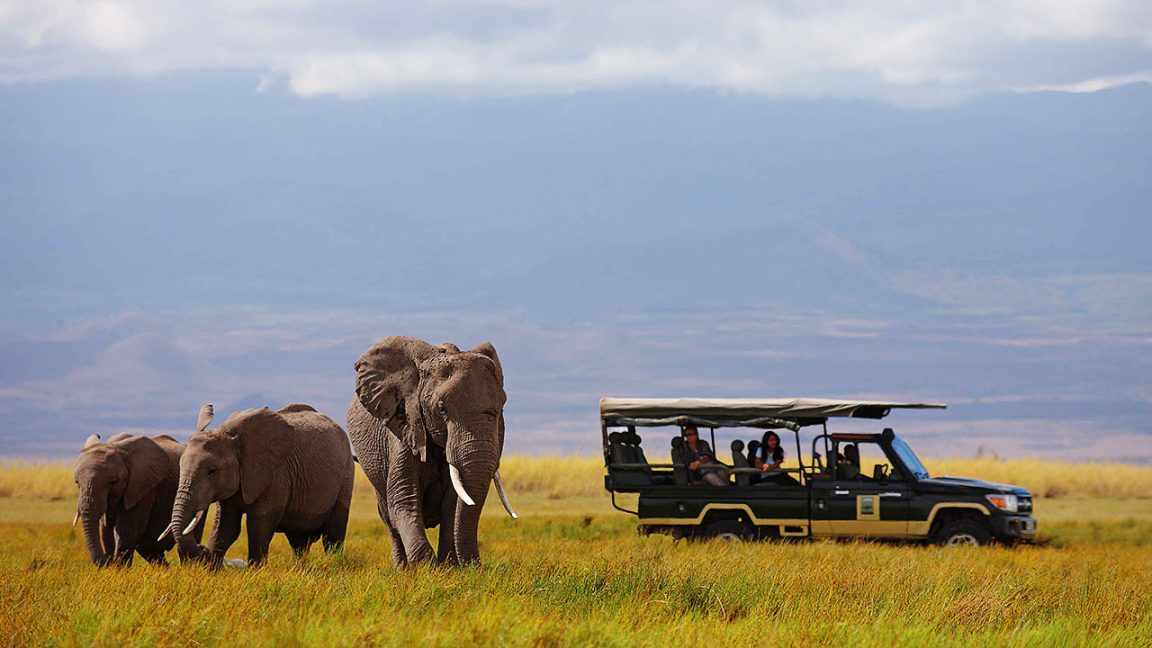 Elephants
