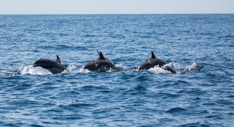 Fanjove Island Sea