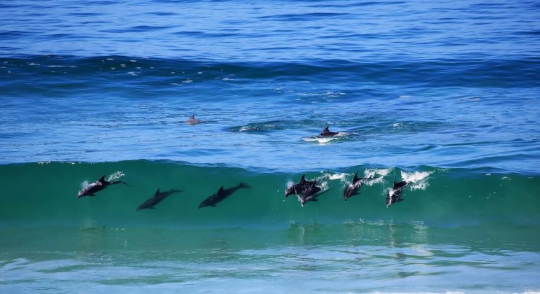 Lekkerwater Dolphins