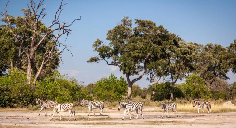 8 Nights Walking Safari Zebra