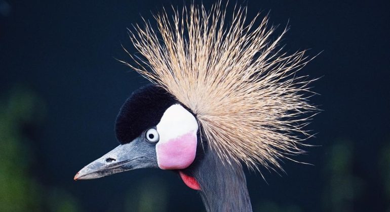 Birding Crowned Crane