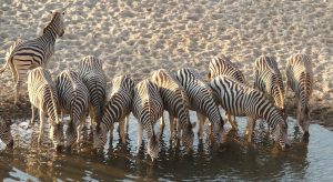 6 Nights / 7 Days – Kalahari Migration Safari, Botswana