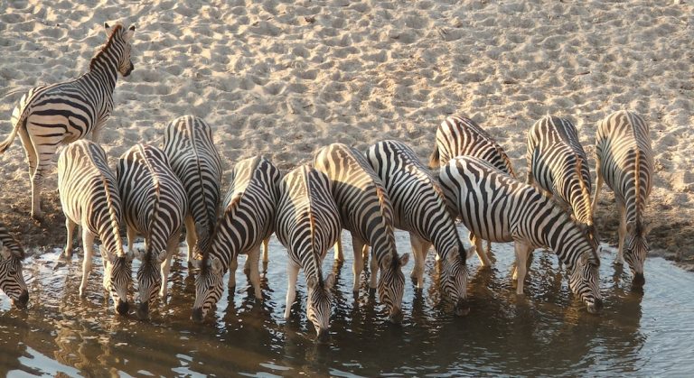 Zebra Migration
