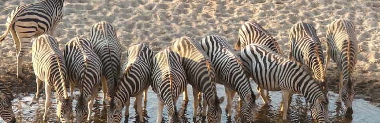 Zebra Migration