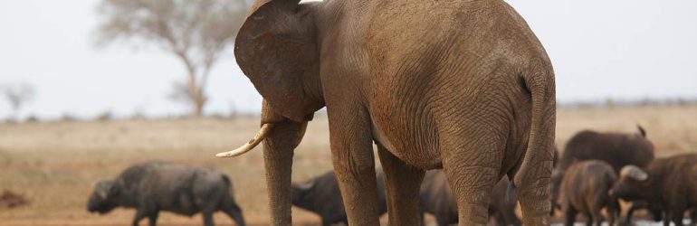 Elephants At Sheldrick Trust