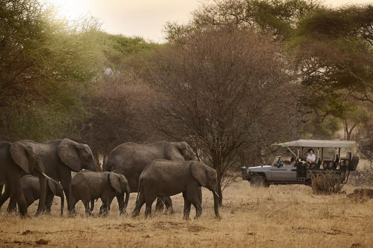 Game Drive