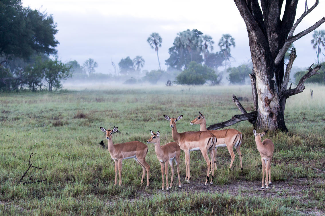 Wildlife