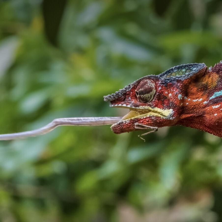 Madagascar Safari