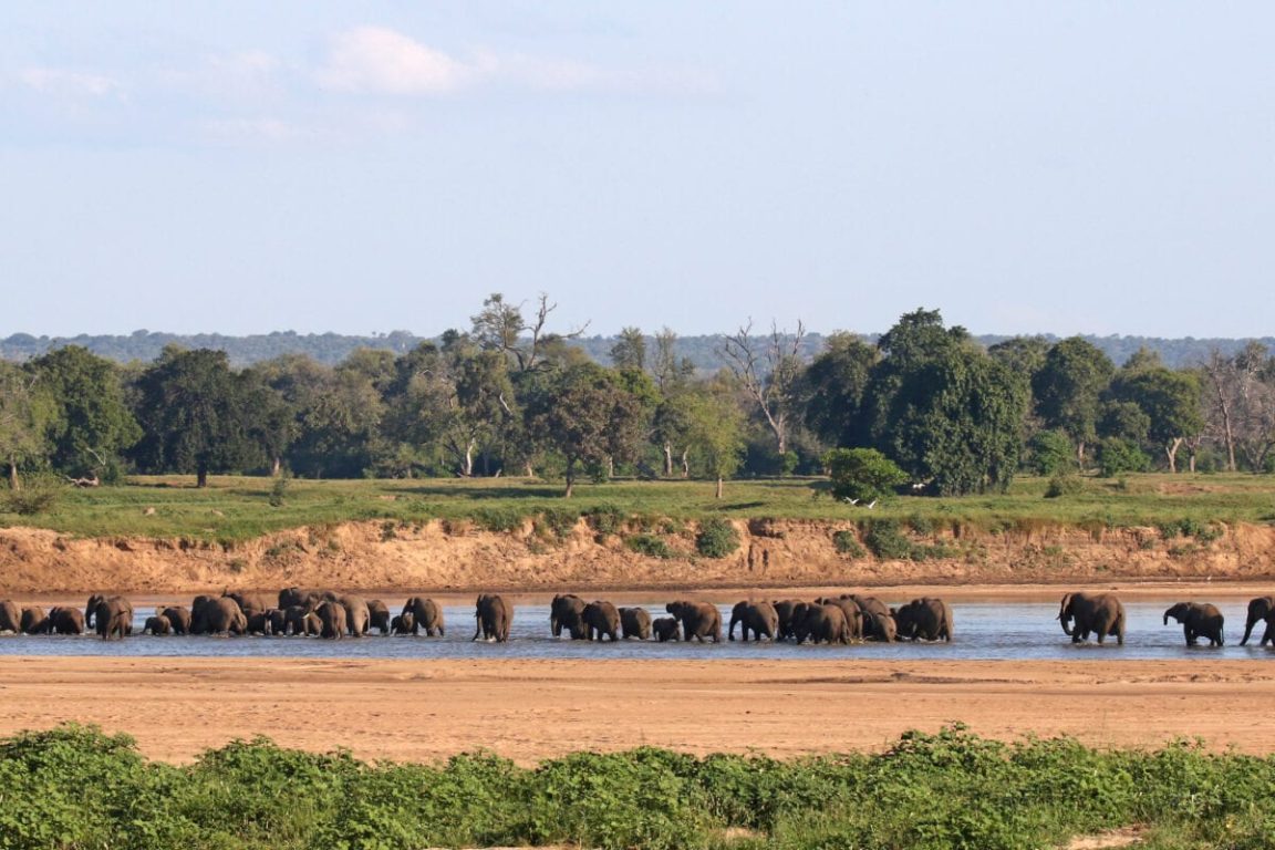 Elephants By The Camp