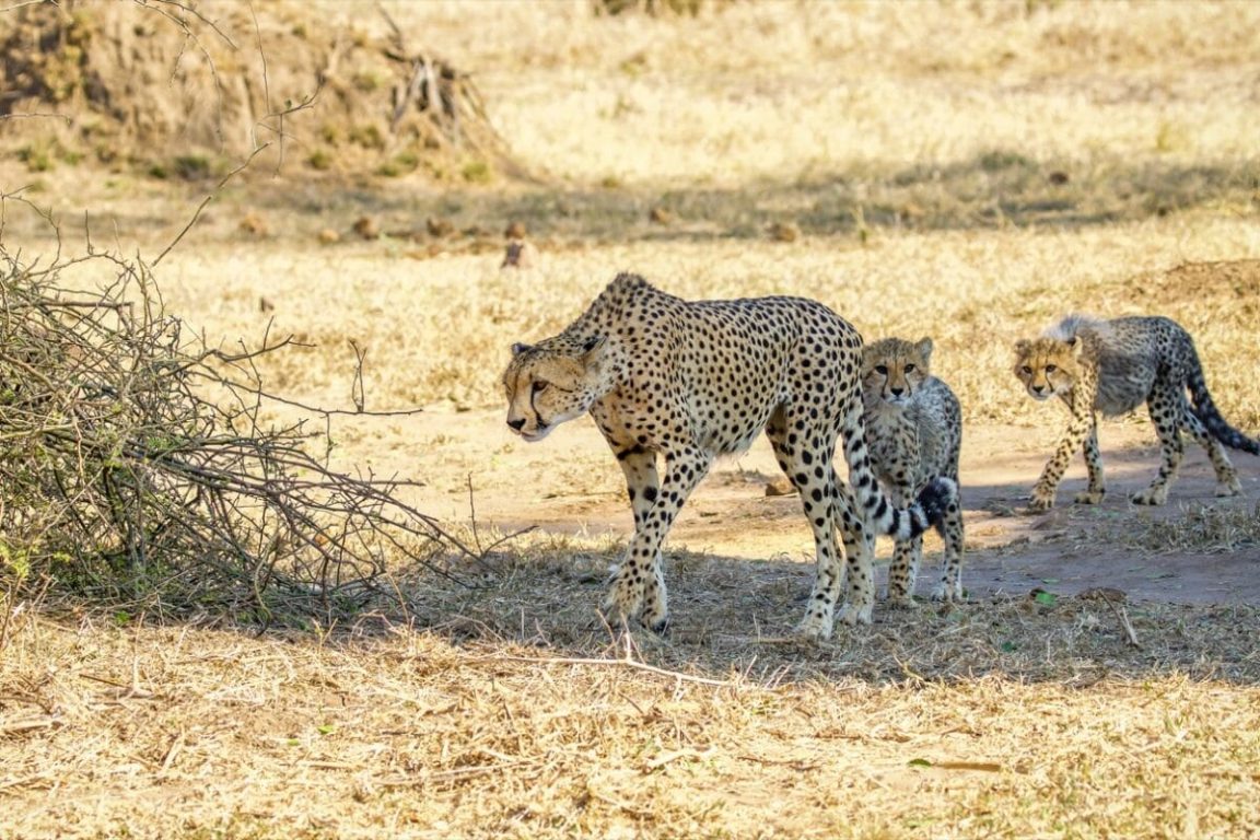 Wildlife