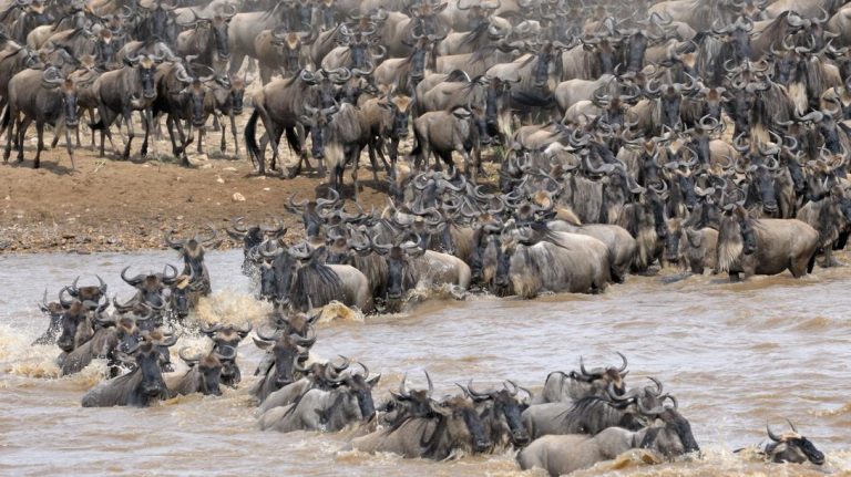 Essence Of Tanzania