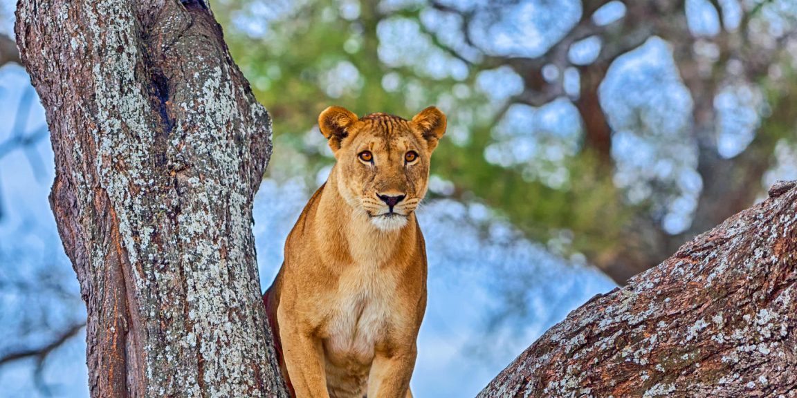 Tarangire National Park