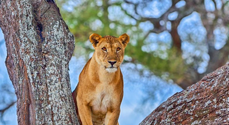 Tarangire National Park