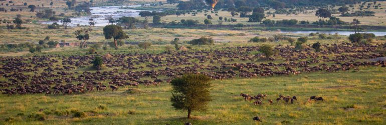 Serengeti Highlights