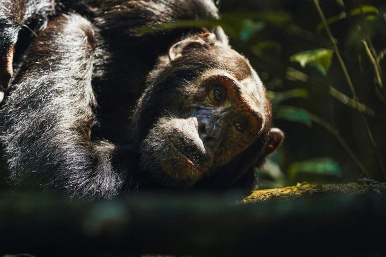 10 Day Safari Uganda