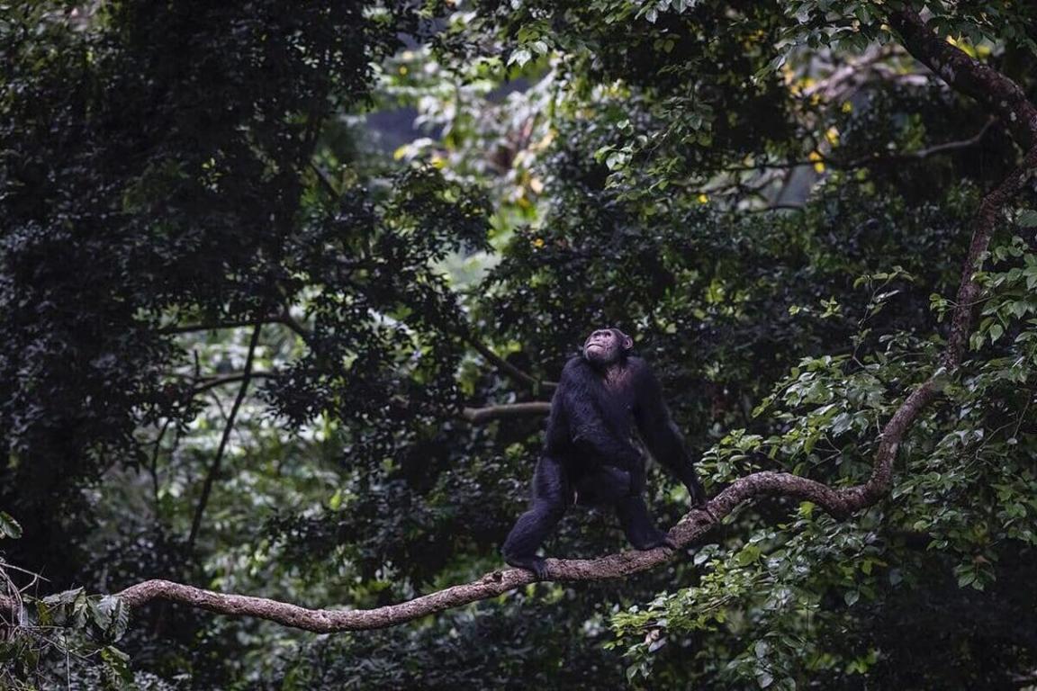 Chimpanzee