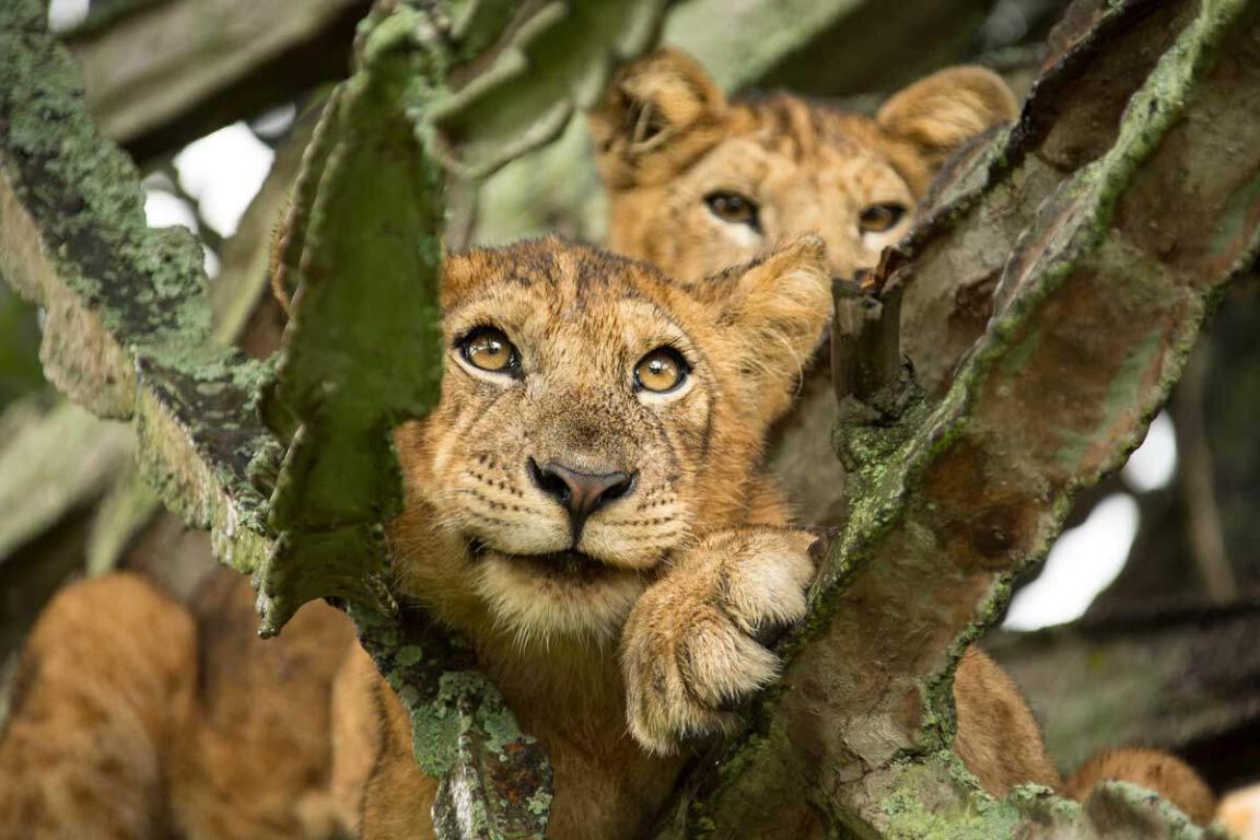 Lions
