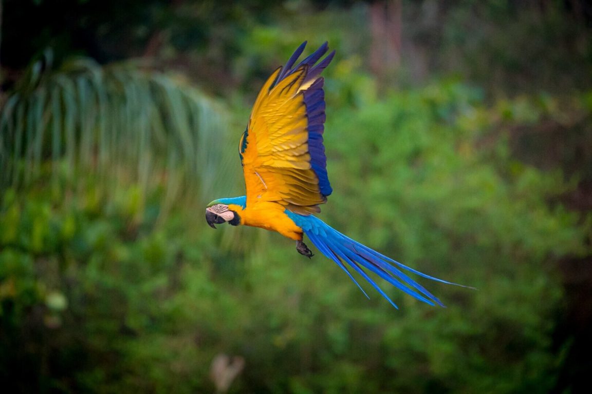 Brazil Bird