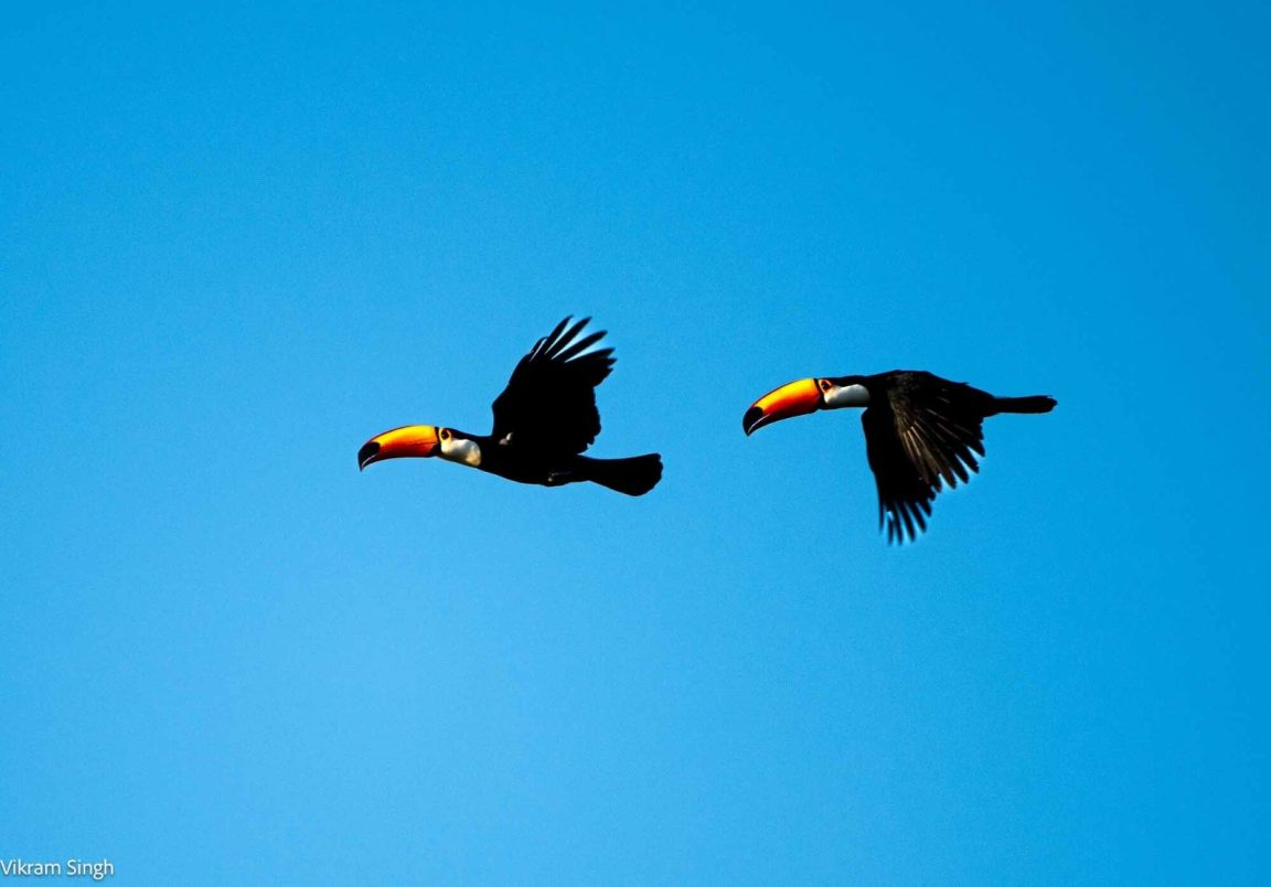 Brazil Bird Watching