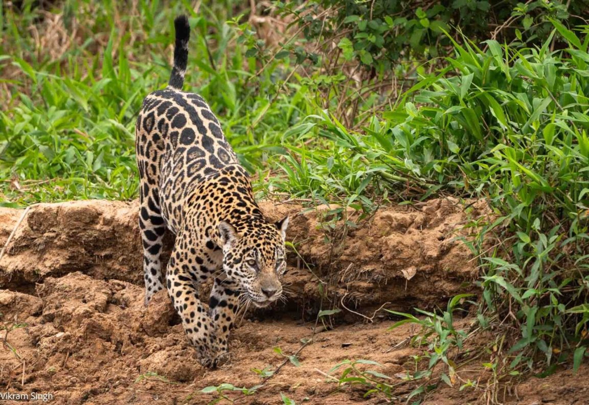 Brazil Wildlife