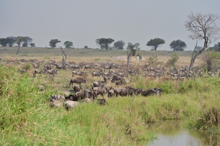 Tanzania