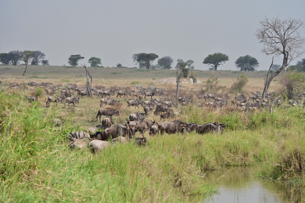 Tanzania