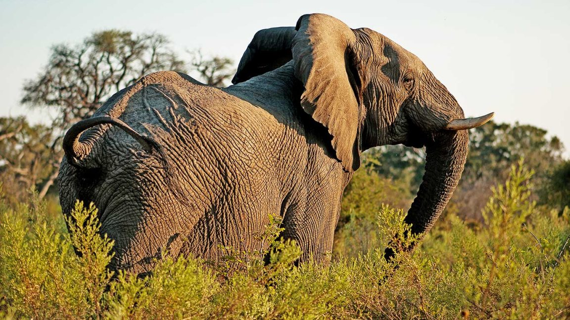 Tarangiretreetops Elephant