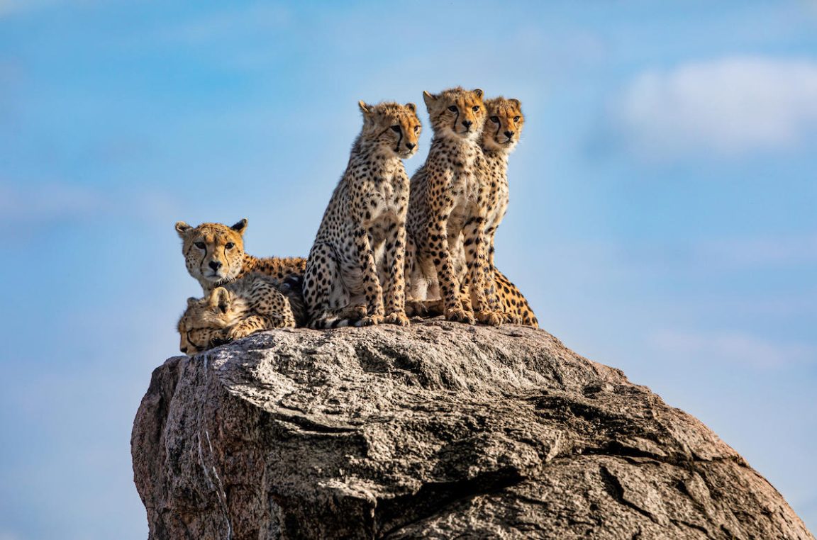 Cheetahs