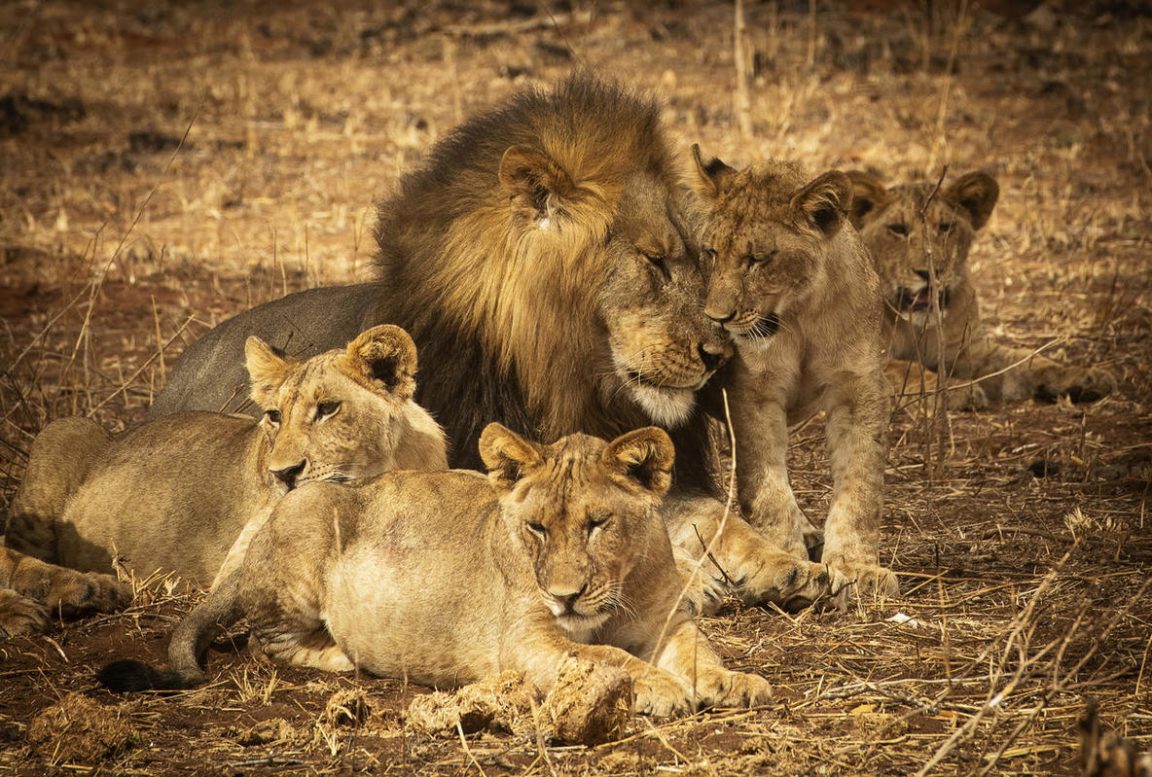 Lions During Game Drives