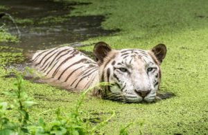 Sunderban Tiger Camp Wildlife