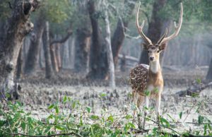 Sunderban Tiger Camp Wildlife Near Camp