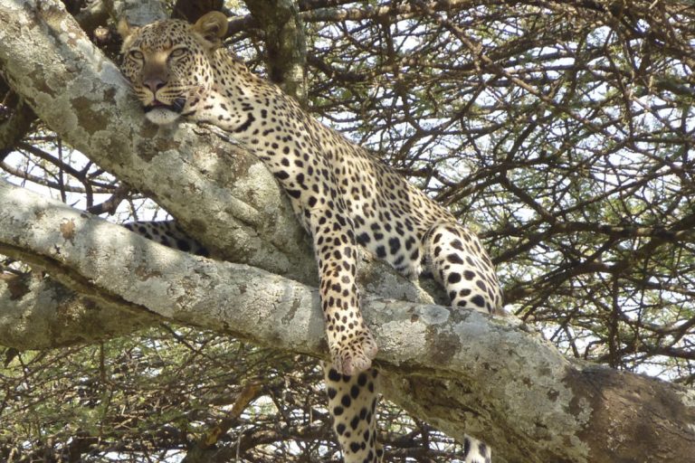Tanzania Leopard