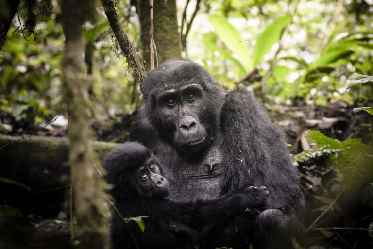 Uganda, Sanctuary Gorilla Forest Camp