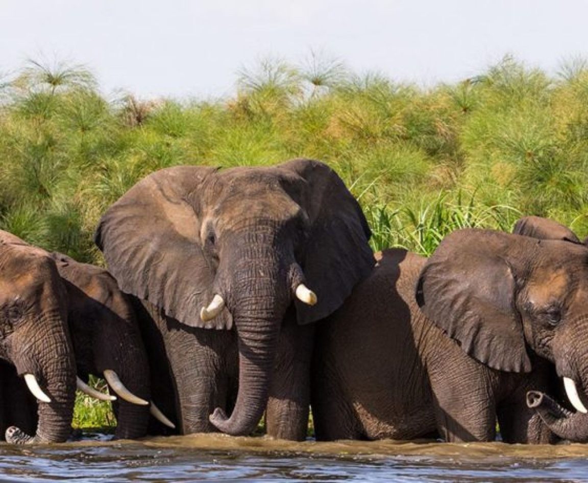 Nile Safari Lodge Activities Elephants