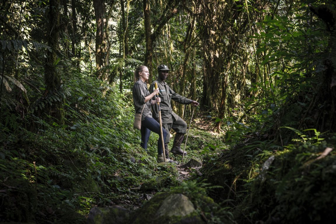 Uganda, Sanctuary Gorilla Forest Camp